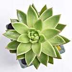 Green Echeveria Plant In Square Vase