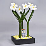 Delicate Tulips