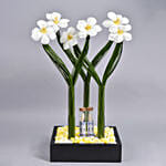 Delicate Tulips