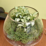 Fittonia Garden