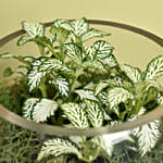 Fittonia Garden
