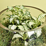 Fittonia Garden