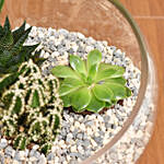 Succulents And Cactus Terrarium