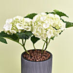 White Hydrangea in Premium Pot