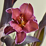 Coffee Tulips Arrangement with Baklawa