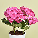 Pink Hydrangea Love You Mom Pot