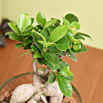 Small Bonsai In Glass Vase