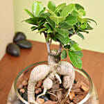 Small Bonsai In Glass Vase