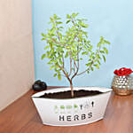 Tulsi Plant in Metal Planter