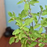 Tulsi Plant in Metal Planter