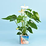 Love You Dad White Anthurium Plant