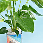 Love You Dad White Anthurium Plant