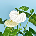 Love You Dad White Anthurium with Perfume
