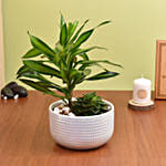 Duo of Plants in Premium Pot