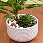 Duo of Plants in Premium Pot
