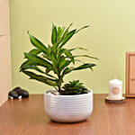 Duo of Plants in Premium Pot