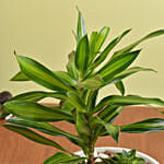 Duo of Plants in Premium Pot