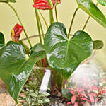 نبتة أنثوريوم حمراء في فازة زجاجية بتصميم مميز