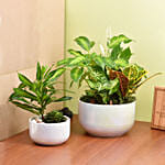 Plants Beauty Set