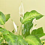 Plants Beauty Set