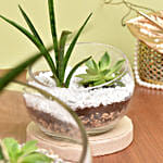 Set of 2 Terrarium