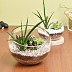 مجموعة من 2 نباتات صبارية في فازة زجاجية بتصميم مميز