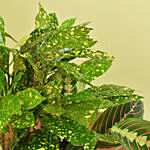 مجموعة نباتات خضراء داخلية مميزة في بوكس زجاج