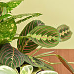 مجموعة نباتات خضراء داخلية مميزة في بوكس زجاج