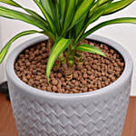 Dracaena White Stripe Plant in Premium Pot