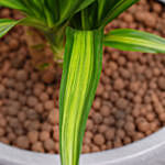 Dracaena White Stripe Plant in Premium Pot