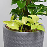 Money Plant Duo in Premium Pot