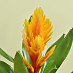 Orange Vresea Plant