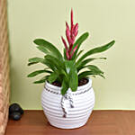 Red Vresea Plant