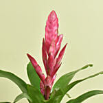 Red Vresea Plant