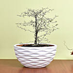 Decorative Corokia Cotoneaster Plant