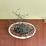 Decorative Corokia Cotoneaster Plant