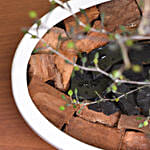 Decorative Corokia Cotoneaster Plant