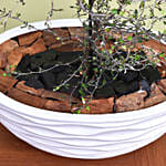 Decorative Corokia Cotoneaster Plant