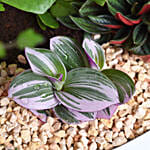 Exotic Plant Garden