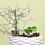 Exotic Plant Garden