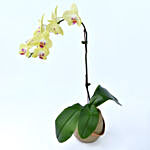 Yellow Orchid in Premium Vase