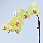 Yellow Orchid in Premium Vase