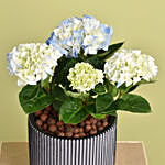 Blue  Hydrangea in Premium Pot