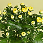 Yellow Chrysanthemum Plant in Planter
