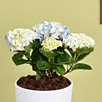 Blue  Hydrangea in Premium Pot