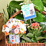 Get Well Soon Flowers and Plant Basket