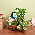 Get Well Soon Flowers and Plant Basket