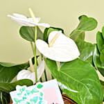 Get Well Soon Flowers and Plant Basket