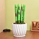Sansevieria Cylindrica Plant Green