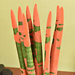 Sansevieria Cylindrica Plant Orange
